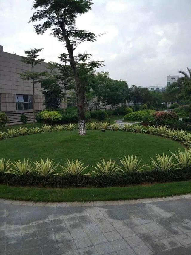 赢多多绿化工程-龙岗国宝造币厂绿化养护项目